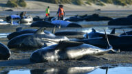 領航鯨集體擱淺紐西蘭送別角 29隻死亡
