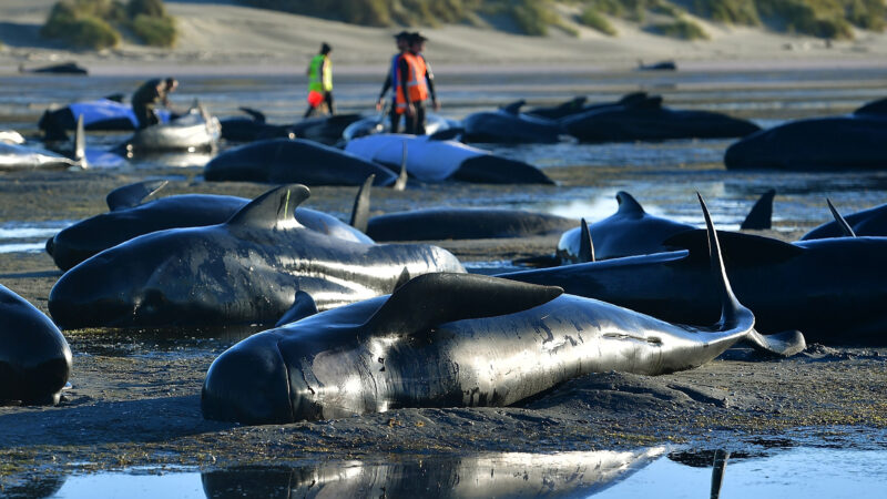 领航鲸集体搁浅纽西兰送别角 29只死亡