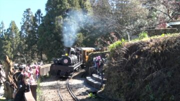 「阿裡山櫻花季」登場 搭林鐵蒸汽小火車賞櫻趣