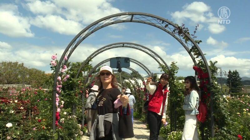 台北玫瑰展夢幻登場  逾五千株玫瑰絕美綻放