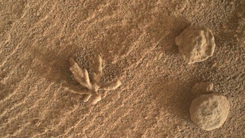 好奇號探測車在火星上發現珊瑚狀岩石