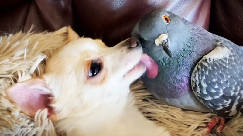 組圖：不能飛的鴿子被救後與疾幼犬成朋友