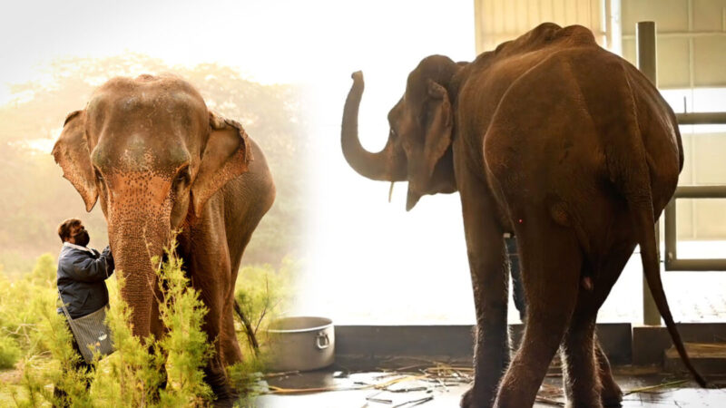 常年遭虐待命危 “印度最瘦大象”幸运获救