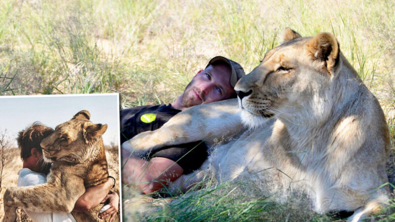 男子拯救遗弃幼狮 和狮子温柔拥抱的视频广传