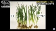 誤把水仙當韭菜 日本育兒機構釀12兒童食物中毒