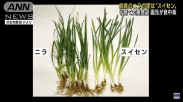 误把水仙当韭菜 日本育儿机构酿12儿童食物中毒