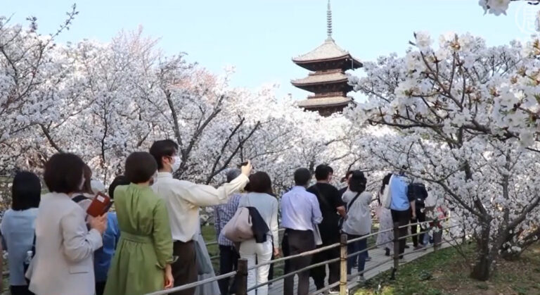 千年古寺櫻晚開 日本名勝盡春興
