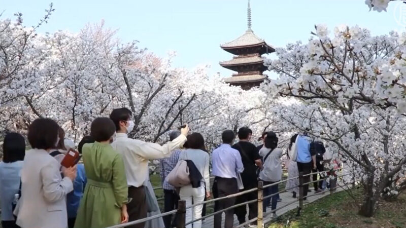 千年古寺櫻晚開 日本名勝盡春興