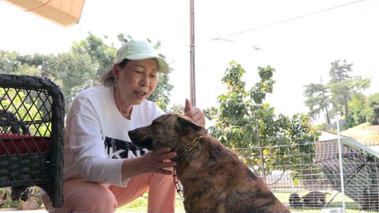 臺灣犬忠心飼養容易 南加飼主：生活更安心
