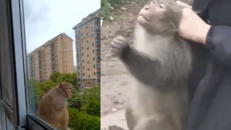 南京野猴闯民居开煤气 打老人孩子抢食物（视频）