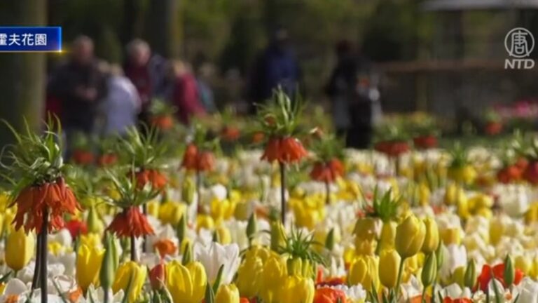 五彩繽紛的花海 世界最大鬱金香公園開放