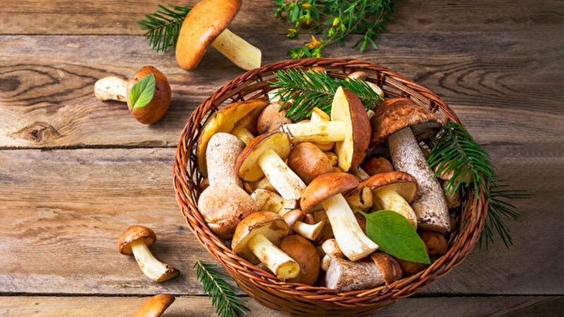蘑菇是“能量食物” 8种药用菇类的功效