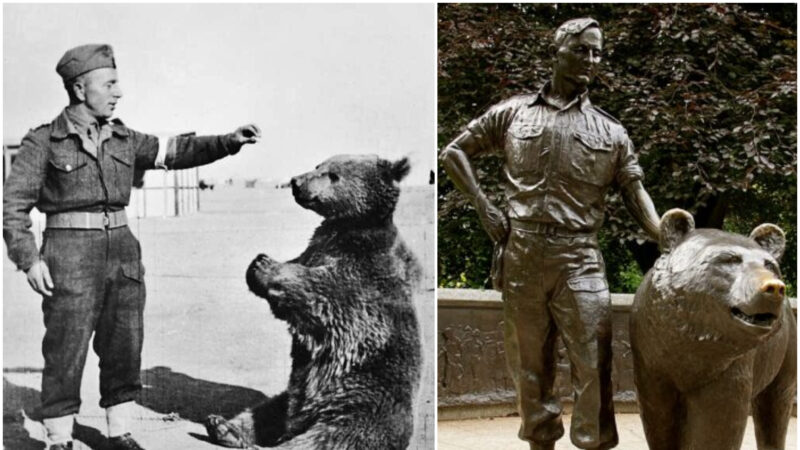 一头熊在二战期间成为波兰士兵 屡建战功