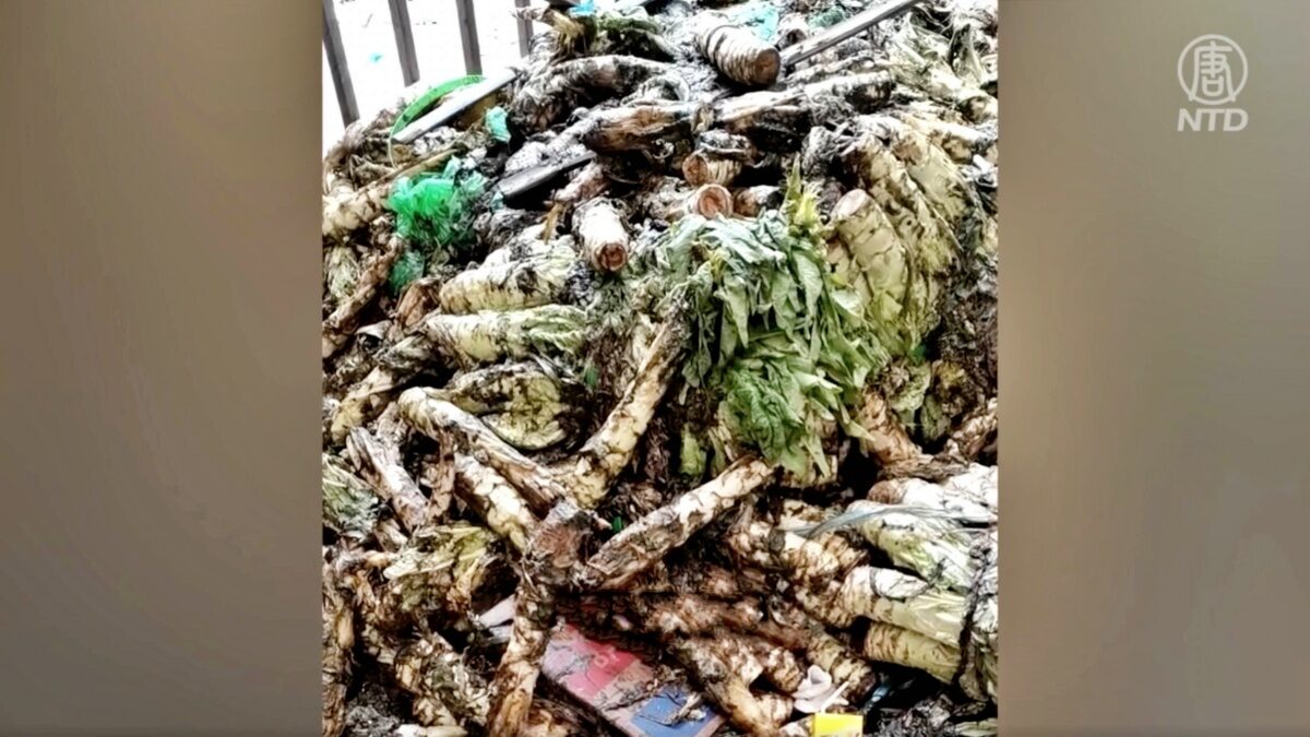 【禁闻】援沪物资无人接受 大量蔬菜烂掉