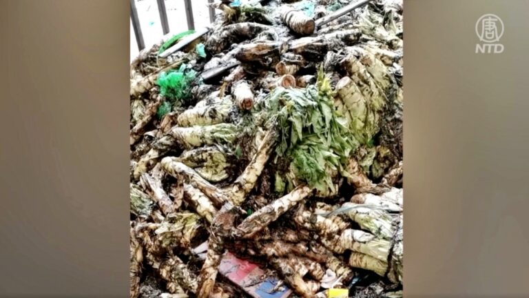 【禁聞】援滬物資無人接受 大量蔬菜爛掉