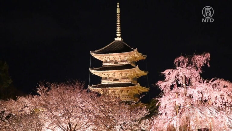 東寺春夜 櫻花與五重塔的協奏曲