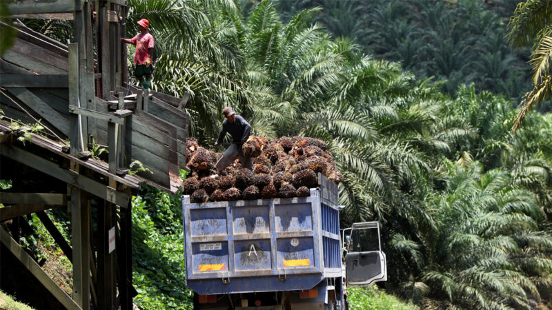 印尼禁棕榈油出口 全球食用油价格跳涨
