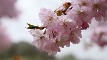 日本大阪城樱花盛放 疫情后重现赏花热