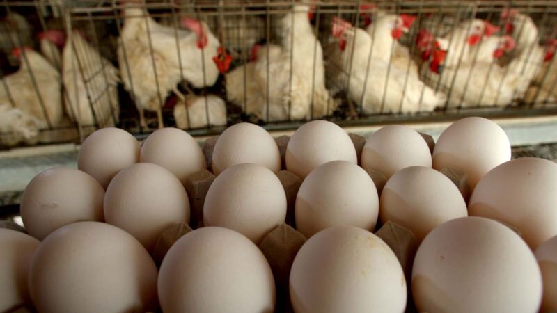 美禽流感蔓延至29州 两月内2800万家禽死亡