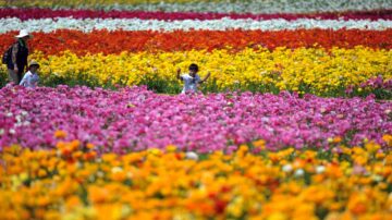 【今日加州】4月21日完整版