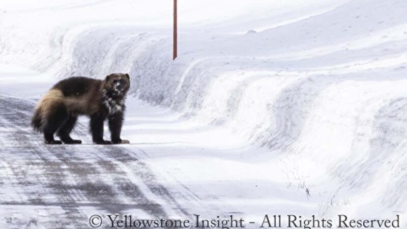 美国黄石公园惊现极稀有物种“金刚狼”