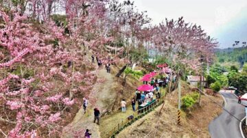 阿裡山腳下春暖花開 竹崎粉紅花旗木怒放