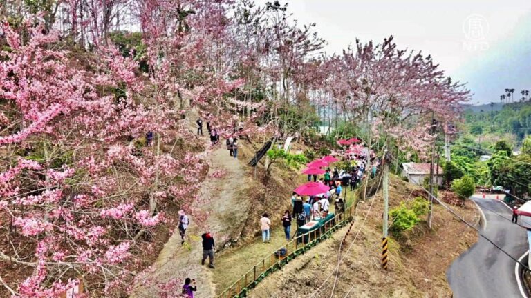 阿里山腳下春暖花開 竹崎粉紅花旗木怒放