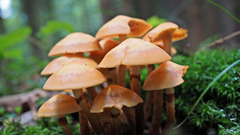 蘑菇也會說話？研究發現真菌有像人類的語言