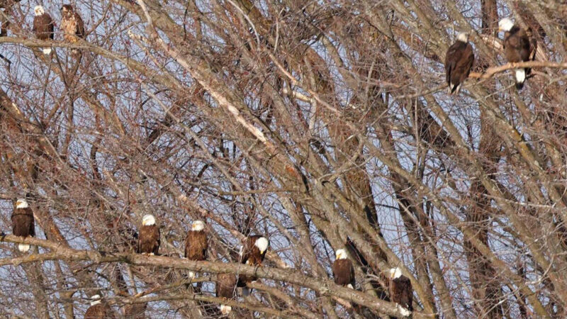 組圖：幾十隻白頭鷹群聚同一棵樹 罕見壯觀