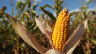 美國種植進度加速 玉米期貨觸及六周新低
