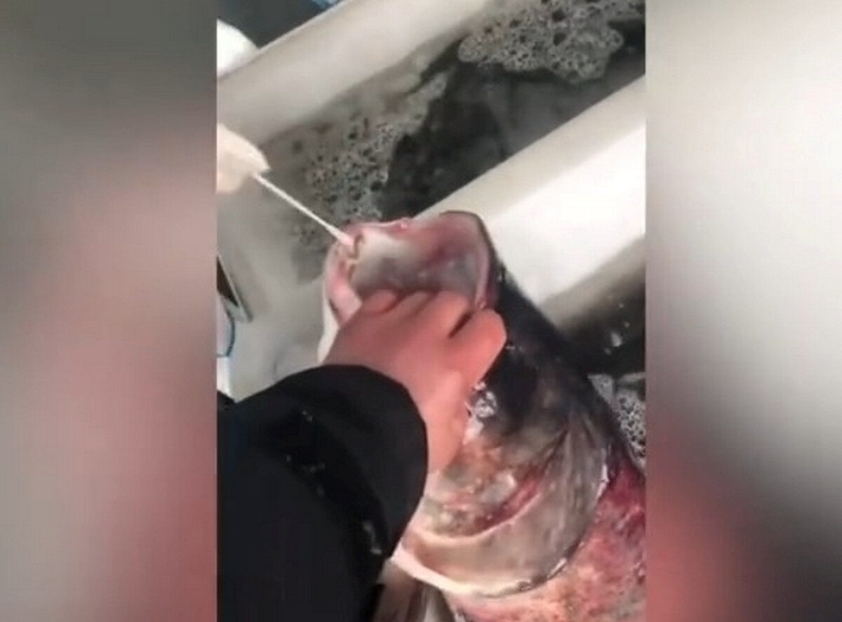 【禁闻】核酸成为产业链 鱼虾蔬菜都被捅