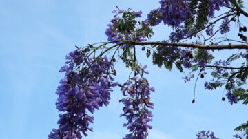 蓝花楹花串绽放 云林紫色花毯遍布乡间