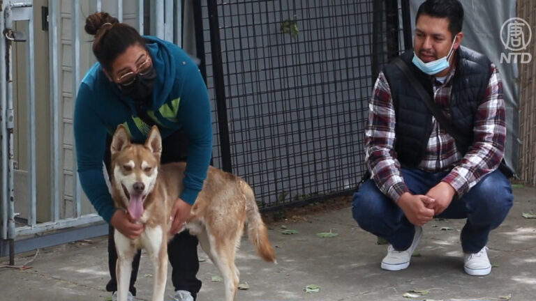 五月寵物月到來 北加動物收容所鼓勵領養