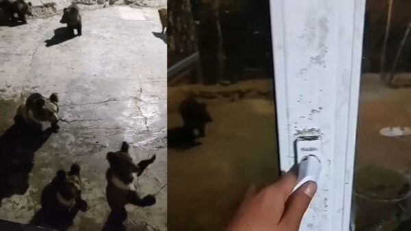 男子夜住青海寺庙 一开窗6只黑熊来“讨饭”（视频）