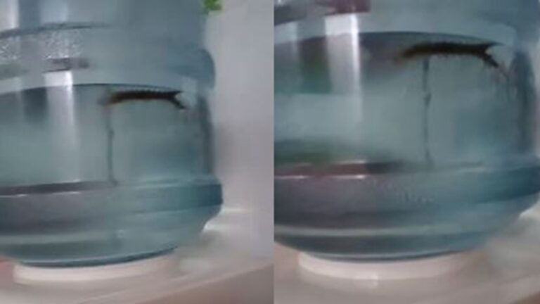 桶裝水有食指粗蜈蚣 武漢人喝一半才發現（視頻）
