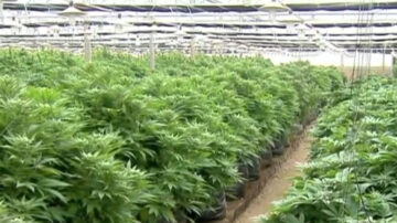 纽森计划取消大麻种植税 提高消费税