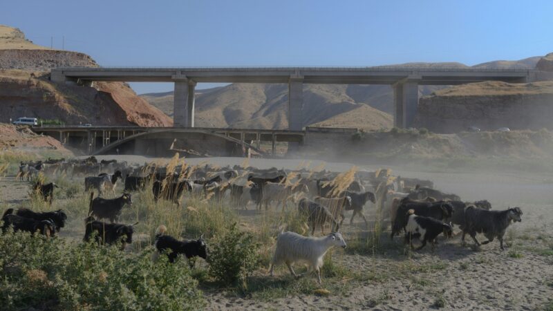山羊吃草隊再出擊 南加約巴林達市提前防山火