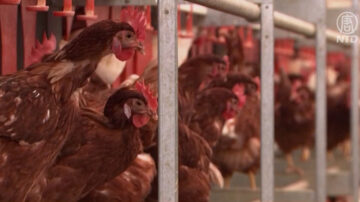 通貨膨脹遇上禽流感 加州蛋雞農場陷困境