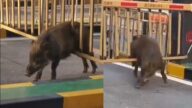 江苏野猪闯小区被卡住 被调侃“不戴口罩”（视频）