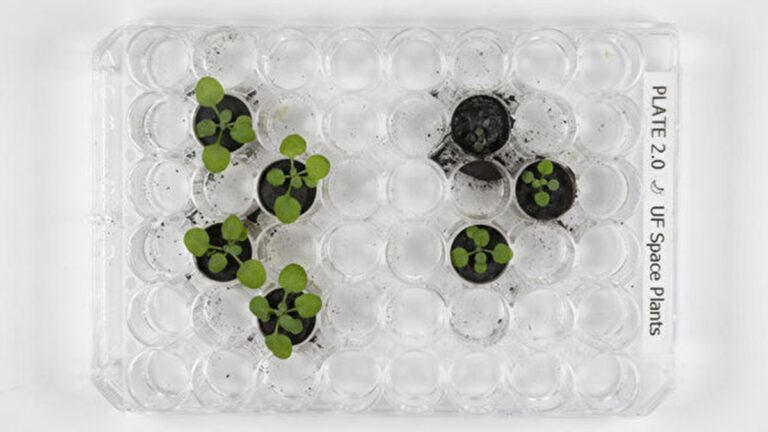 美國科學家首次用月球土壤種出植物