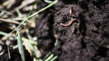 亞洲跳蟲入侵加州 專家憂破壞土壤衝擊生態