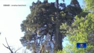 樹齡超五千年 智利發現世界上最古老的樹