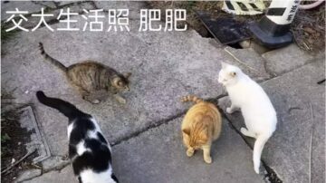 博士生“擅自”逗猫遭上海交大通报批评 网络炮轰