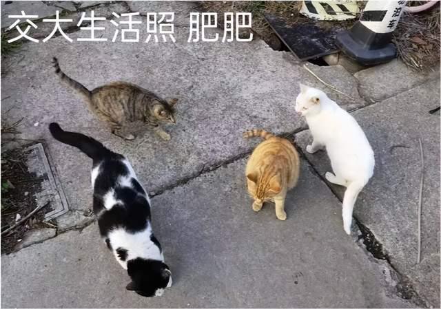 博士生「擅自」逗貓遭上海交大通報批評 網絡炮轟