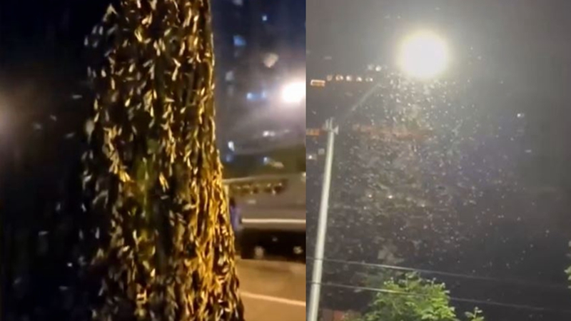 上海被白蟻攻占視頻熱傳 看得人頭皮發麻（視頻）