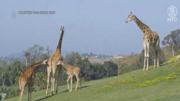 南加长颈鹿宝宝肢体异常 动物园救治成功