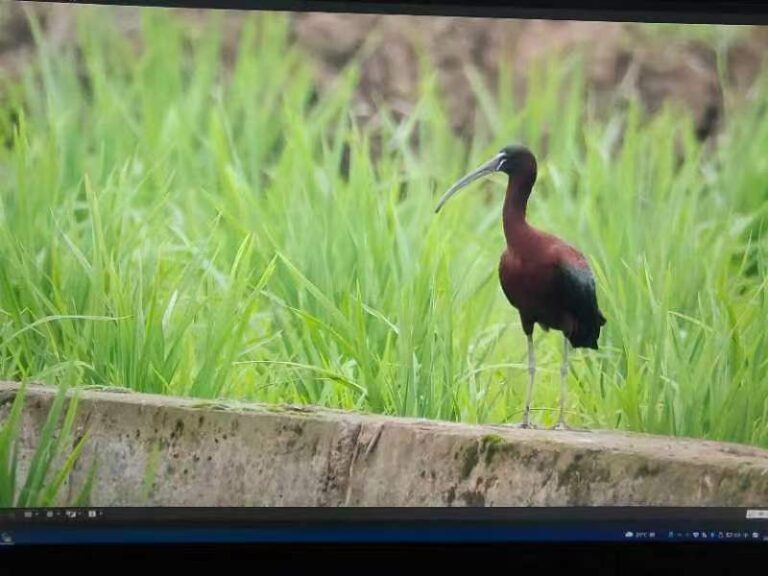 國家一級保護動物彩䴉現蹤一天 即被獵殺