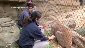 休斯顿动物园近百只动物接种COVID-19疫苗