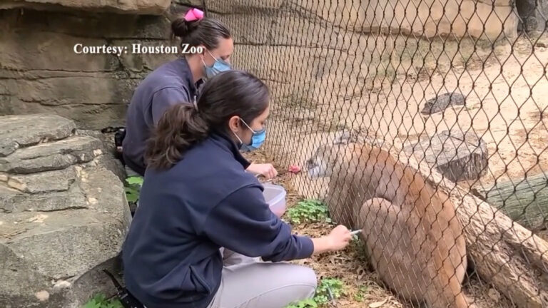 休斯頓動物園近百隻動物接種COVID-19疫苗