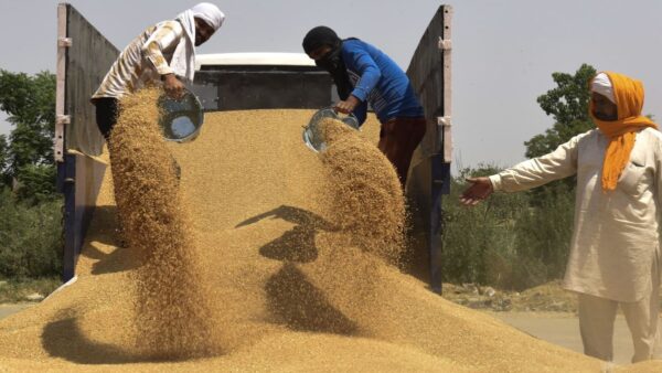 粮食保护主义浪潮下 印度宣布禁小麦出口